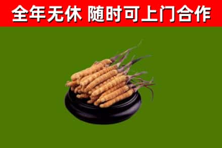 景德镇回收散虫草