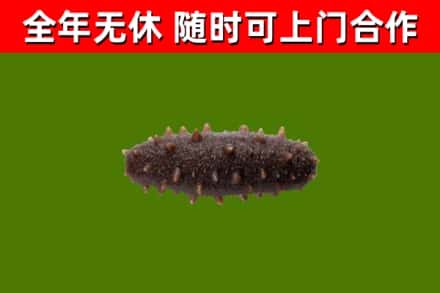景德镇回收海参干